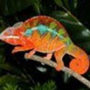 Meet your Posher, Connie